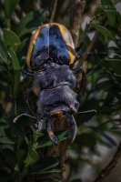 Nature » Brouci - Beetles