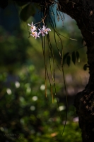 Nature » Květy a plody - Flowers 