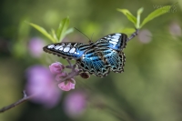 Nature » Motýli - Butterfly
